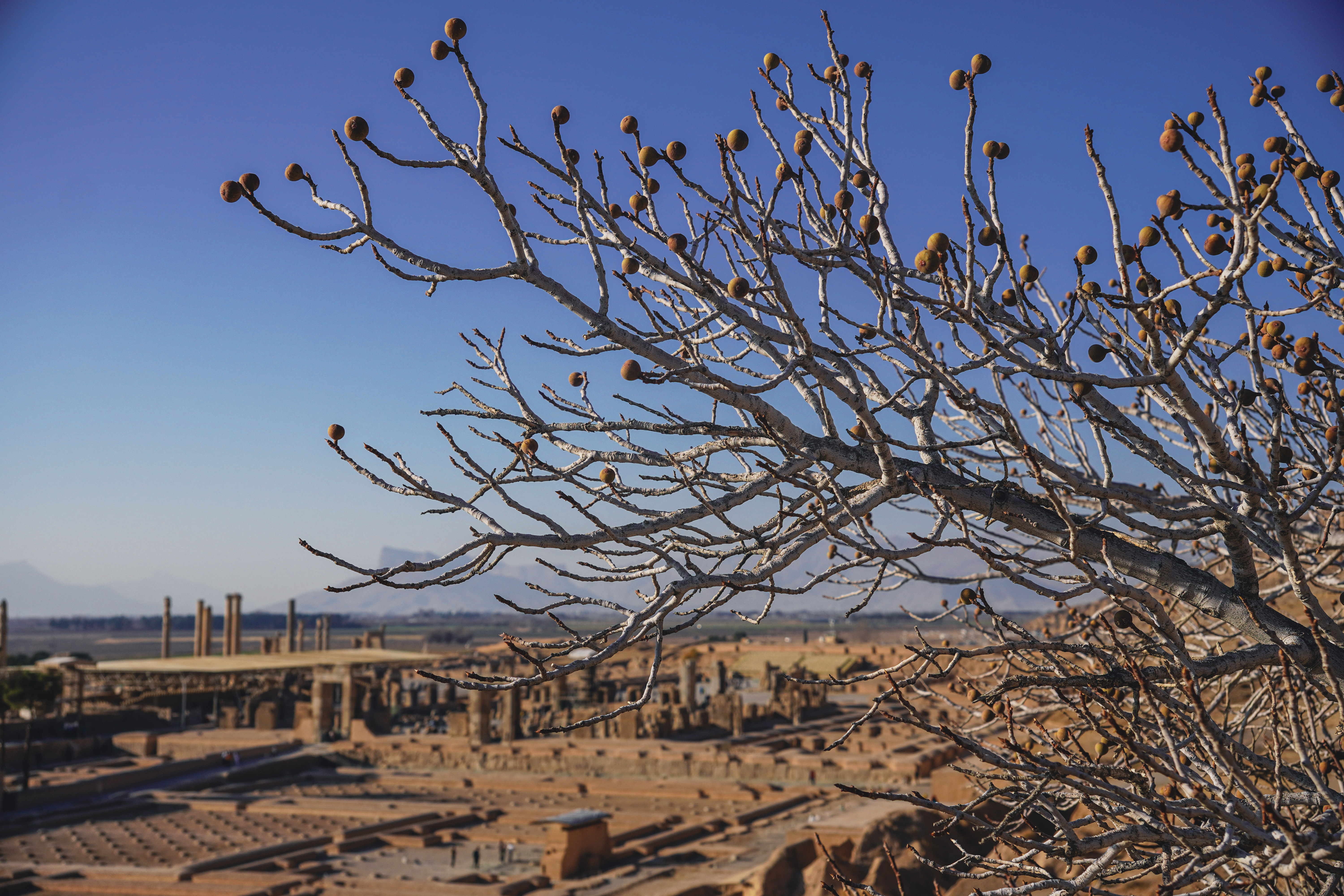 Figs over ruins | Persepolis, Iran